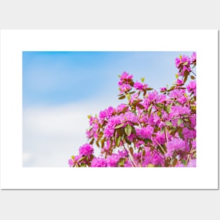 Vibrant Pink Rhododendron Blossoms and Blue Sky Posters and Art